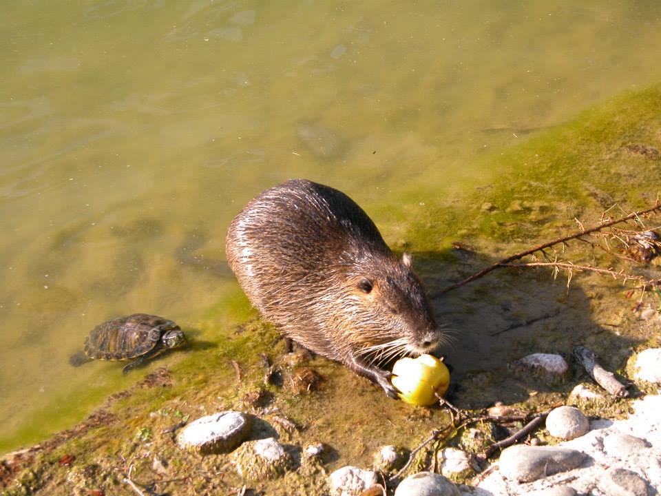 nutria andrea di mi215055642_10208027658794875_3243666785316021364_n